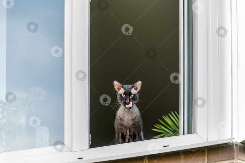 Скачать В окне кот облизывается фотосток Ozero