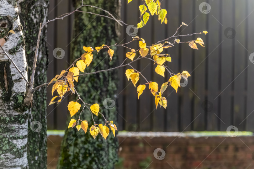 Скачать Осенняя ветка березы фотосток Ozero