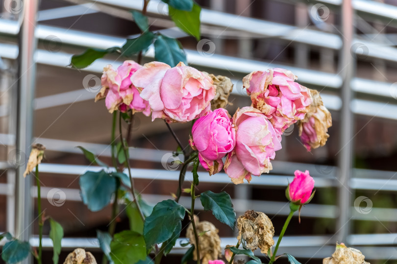 Скачать Увядающие розы фотосток Ozero