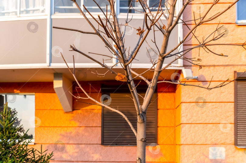 Скачать Дерево без листьев фотосток Ozero