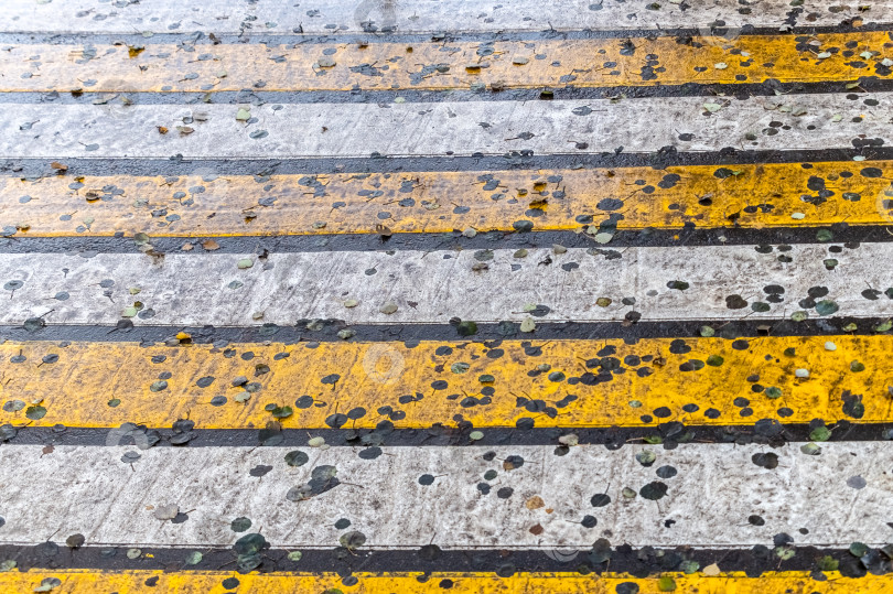 Скачать Листья на пешеходном переходе фотосток Ozero