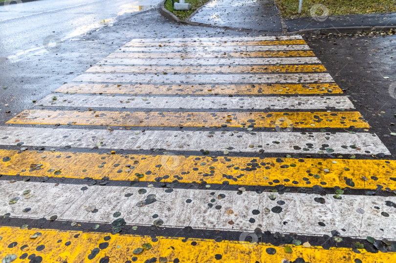 Скачать На пешеходном переходе листья фотосток Ozero