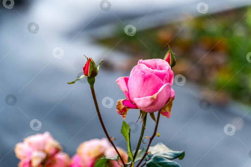 Скачать Роза красивая фотосток Ozero