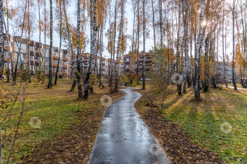 Скачать Тротуар между беоезами фотосток Ozero
