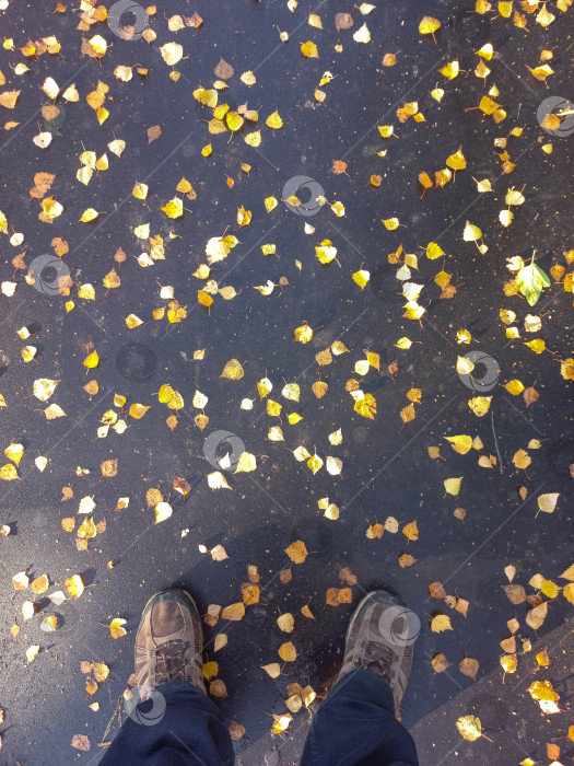 Скачать На осеннем тротуаре фотосток Ozero