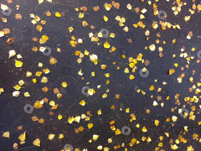 Скачать Фон из осенних листьев фотосток Ozero