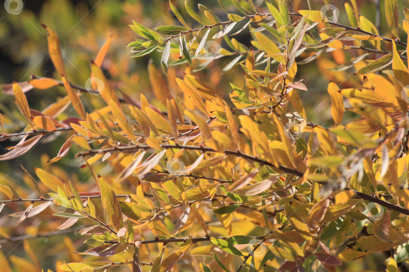 Скачать Листва фотосток Ozero