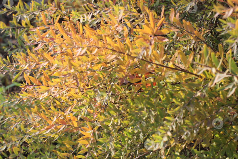 Скачать Листва фотосток Ozero