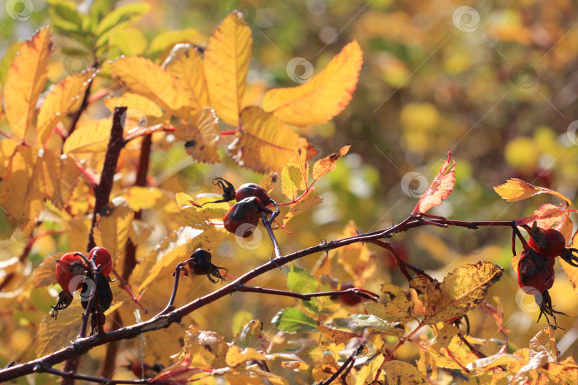 Скачать Листва фотосток Ozero