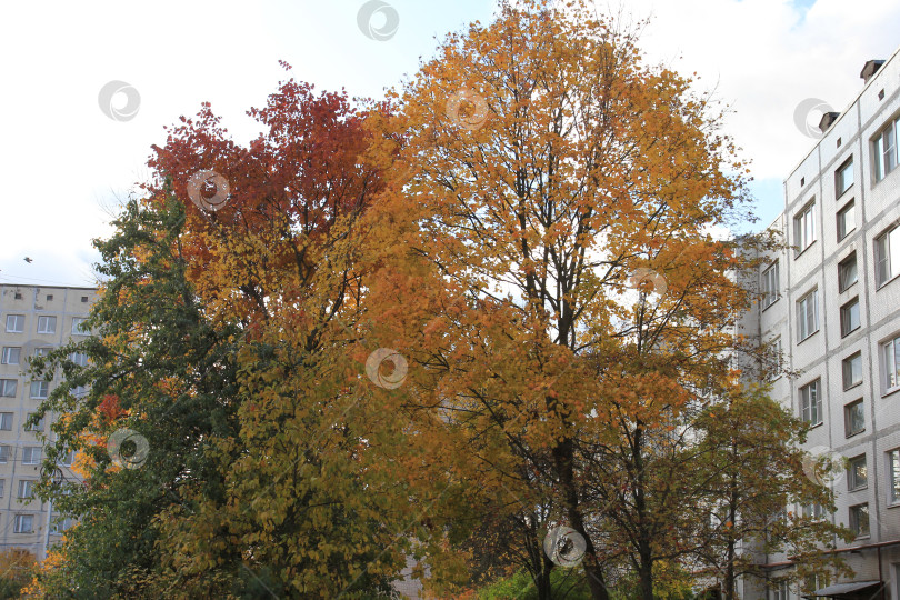 Скачать Листва фотосток Ozero