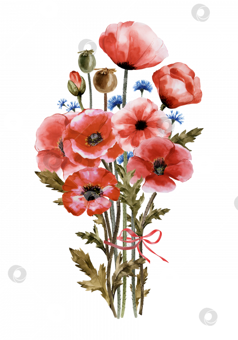 Скачать Красный цветок мака выделен на белом фоне. фотосток Ozero