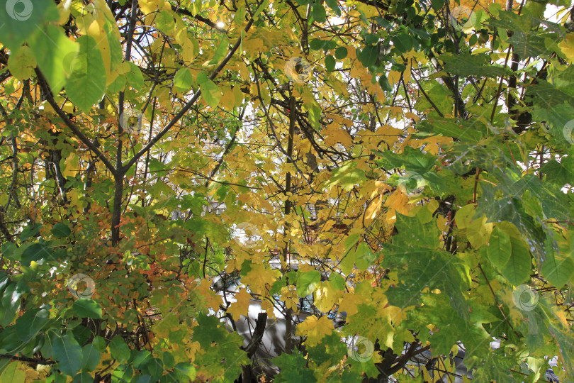 Скачать Листва фотосток Ozero