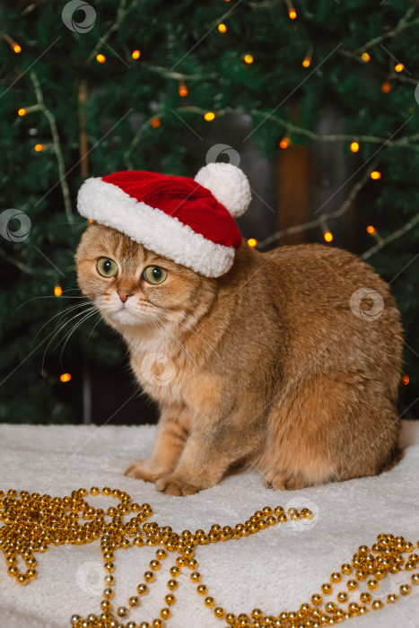 Скачать Настороженный рыжий британский кот в красной шляпе на новогоднем украшении фотосток Ozero