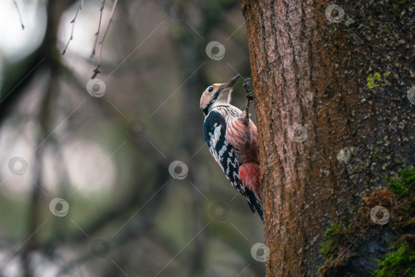 Скачать Дятел на дереве фотосток Ozero