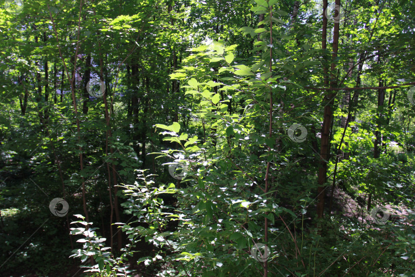 Скачать Листва фотосток Ozero