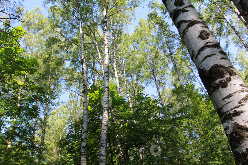 Скачать Береза фотосток Ozero