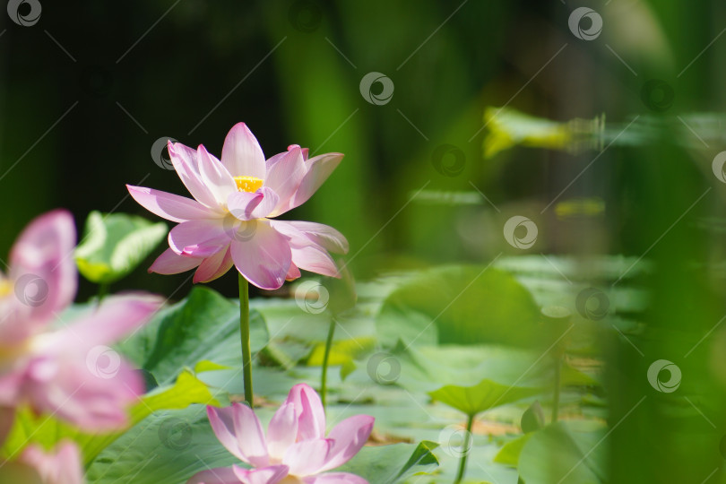 Скачать Лотос фотосток Ozero