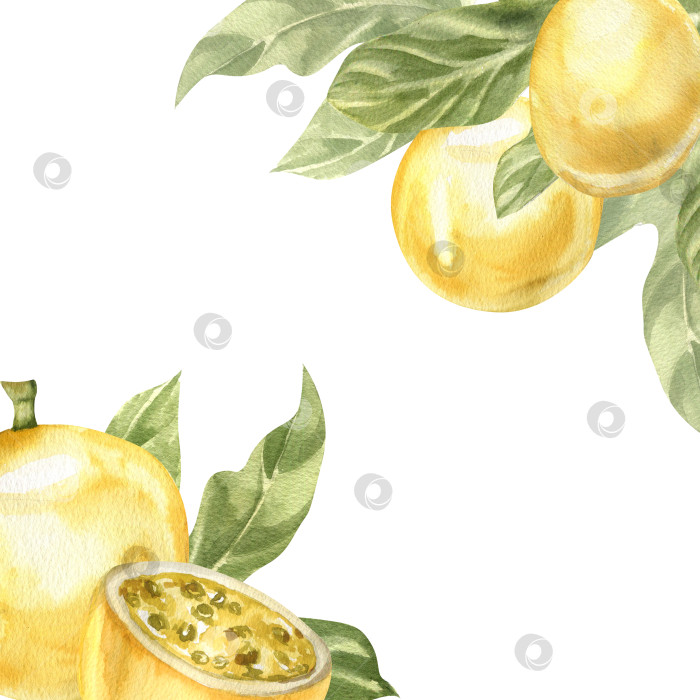 Скачать Баннер с тропической экзотической маракуйей с акварельной иллюстрацией в виде ветки растения и зеленых листьев. Нарисованная от руки рамка с сочными фруктами "Сладкое лето", клипарт с веганской едой для плаката, дизайн открытки фотосток Ozero