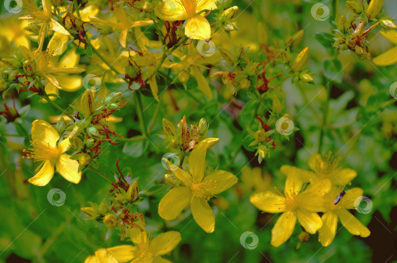 Скачать цветок зверобой ( Hypericum) фотосток Ozero