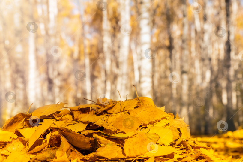 Скачать Осенние опавшие листья в березовом лесу, освещенном ярким солнцем. фотосток Ozero