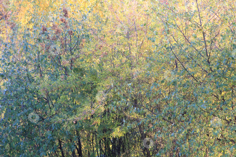 Скачать Осенние деревья фотосток Ozero