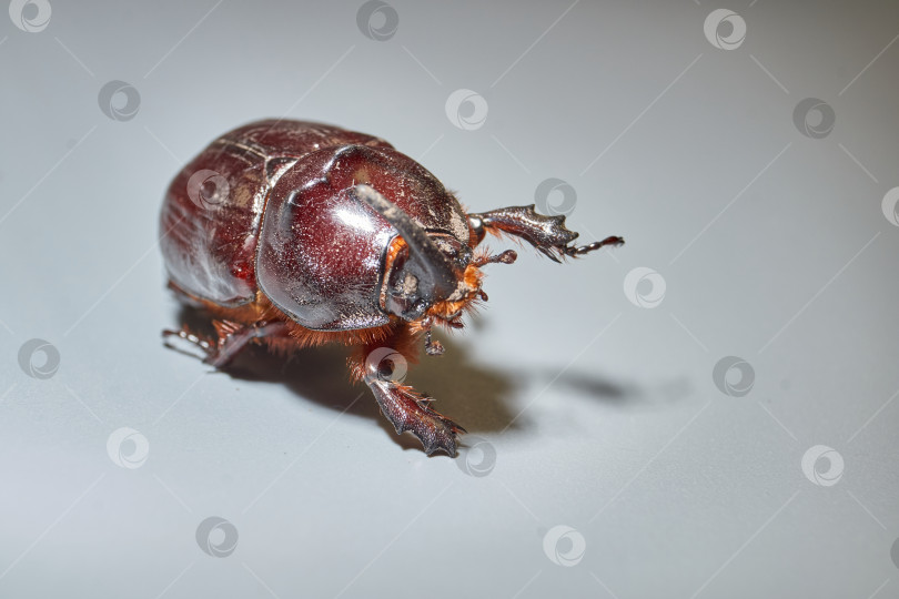 Скачать Крупным планом изображен жук-носорог. фотосток Ozero