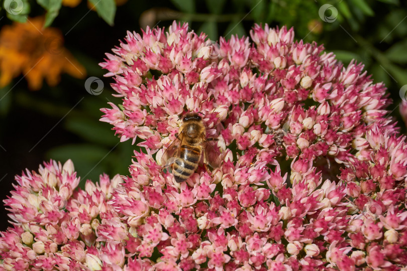 Скачать Очиток видный цветет в саду, крупный план соцветия. фотосток Ozero