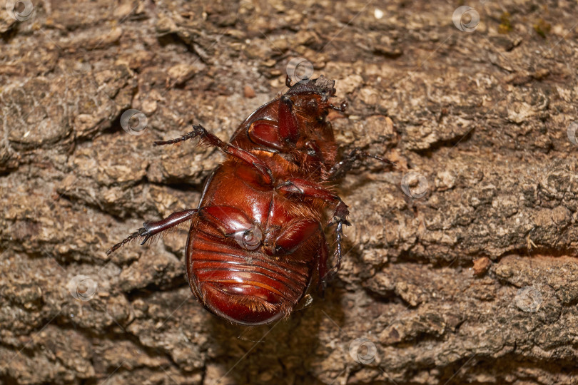 Скачать Крупным планом изображен жук-носорог. фотосток Ozero