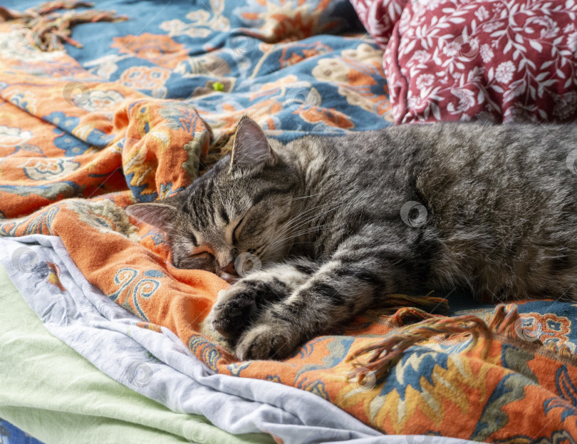 Скачать Серая короткошерстная кошка с полосатым рисунком. Кошка спит на одеяле с узорами. Крупный план. фотосток Ozero