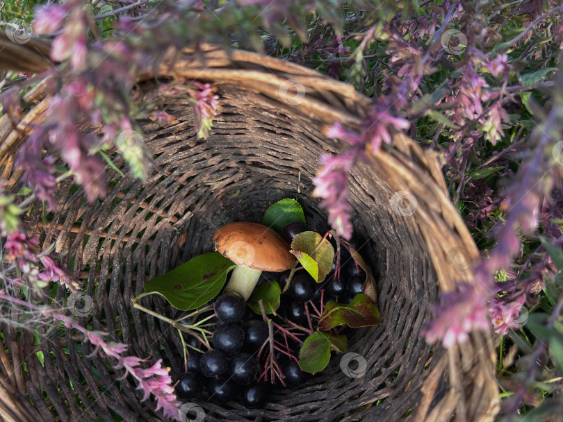 Скачать Лукошко фотосток Ozero