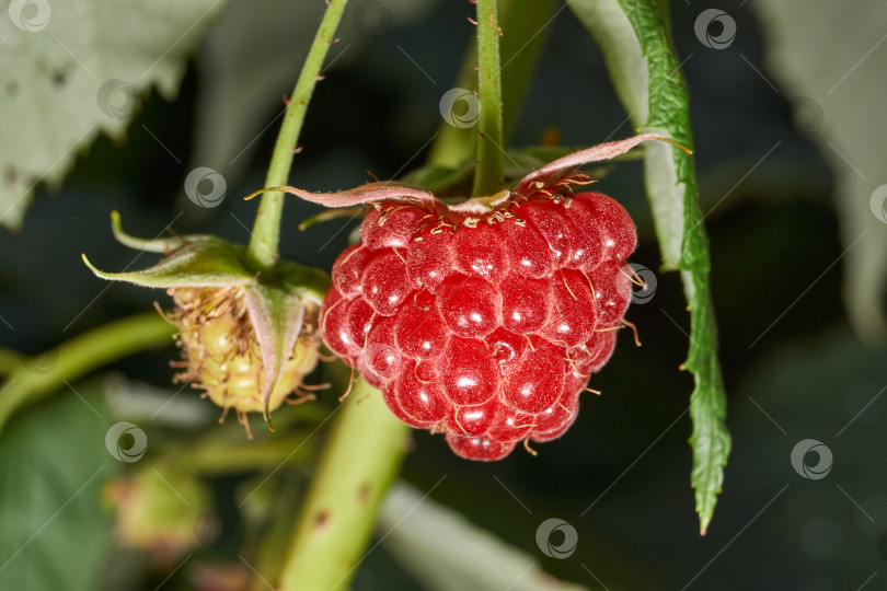 Скачать Спелая ягода малины крупным планом. Свежая малина на кусте в саду. фотосток Ozero