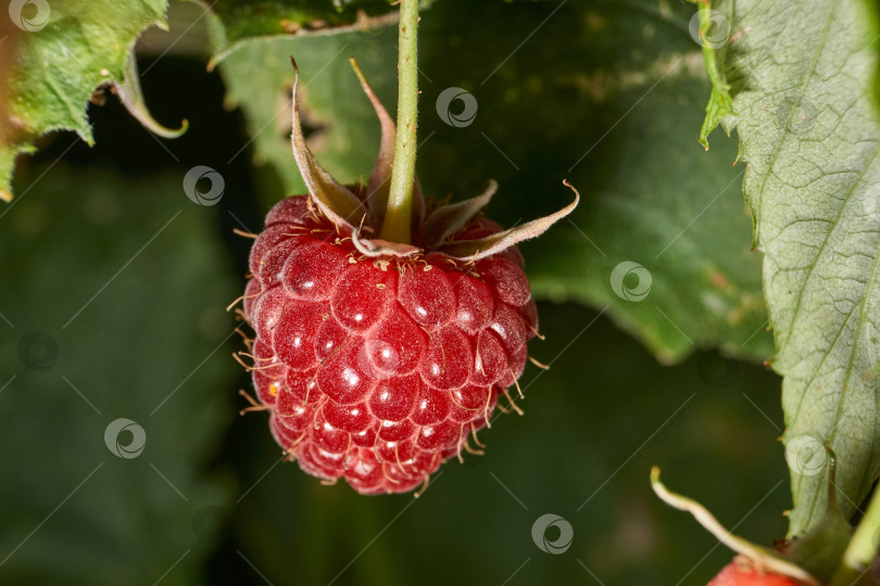 Скачать Спелая ягода малины крупным планом. Свежая малина на кусте в саду. фотосток Ozero