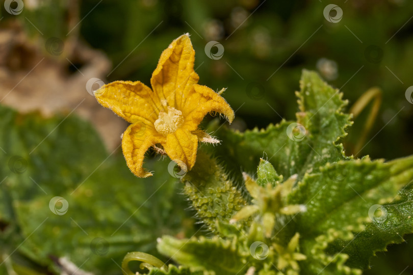 Скачать Макросъемка огурца на кусте на фоне зеленых листьев. фотосток Ozero