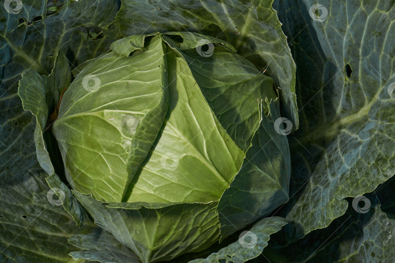 Скачать Капуста на грядке со следами повреждения насекомыми. фотосток Ozero