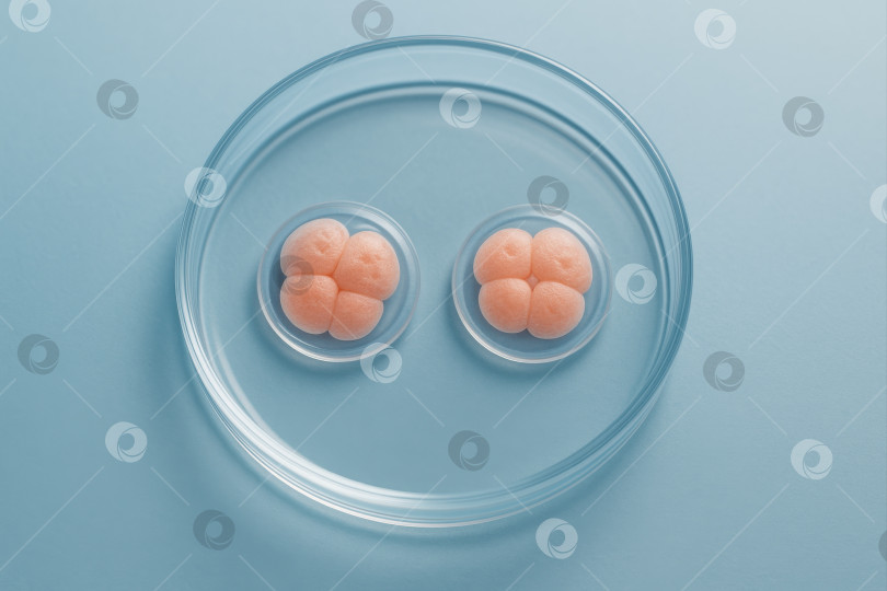 Скачать Эмбрионы фотосток Ozero