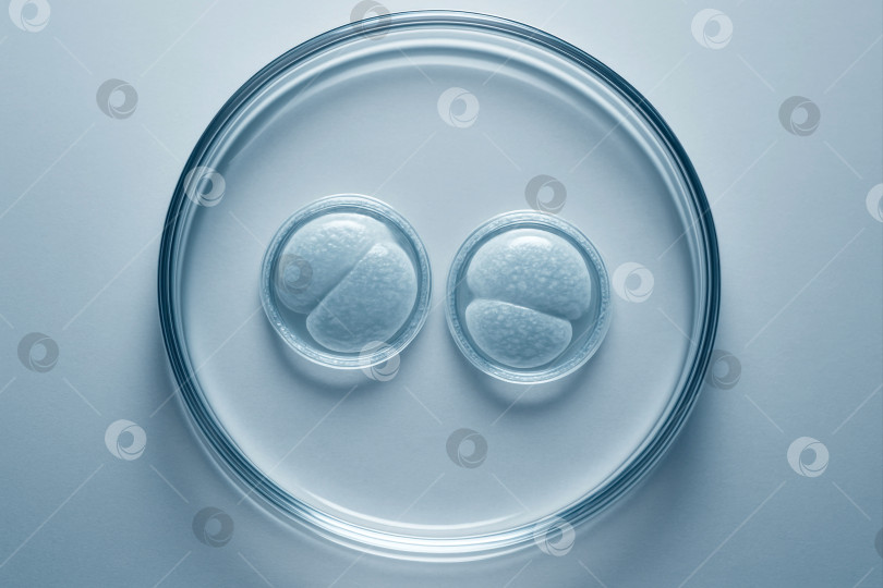 Скачать Блюда Петри фотосток Ozero