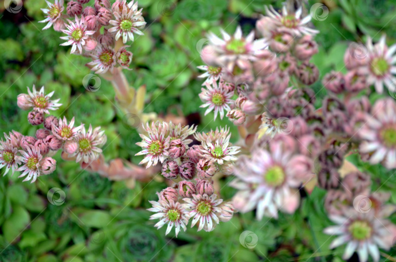 Скачать цветет молодило (Sempervivum) фотосток Ozero