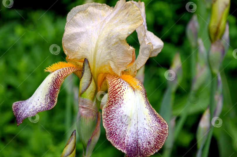 Скачать Цветочек ириса бородатого ( Iris hybrida) групповым планом фотосток Ozero