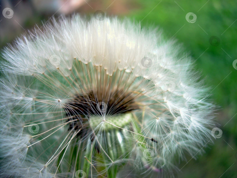 Скачать одуванчик крупным планом фотосток Ozero