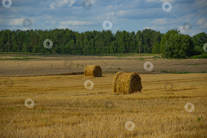 Скачать Круглые тюки сена на поле у кромки леса, сельский пейзаж Беларуси. Беларусь август 2025 фотосток Ozero