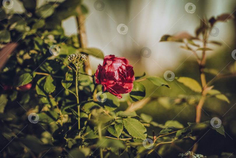 Скачать Увядающие цветы ранней осенью фотосток Ozero