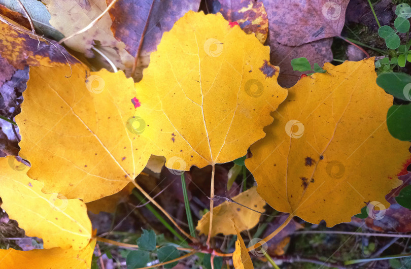 Скачать Желтые листья осины на траве фотосток Ozero