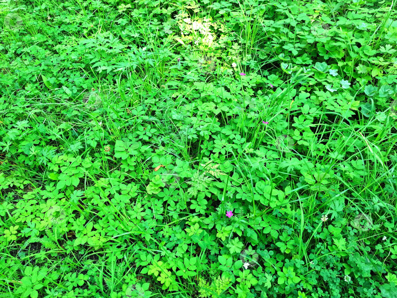 Скачать Ярко-зеленая трава и листочки растений в городских парках фотосток Ozero