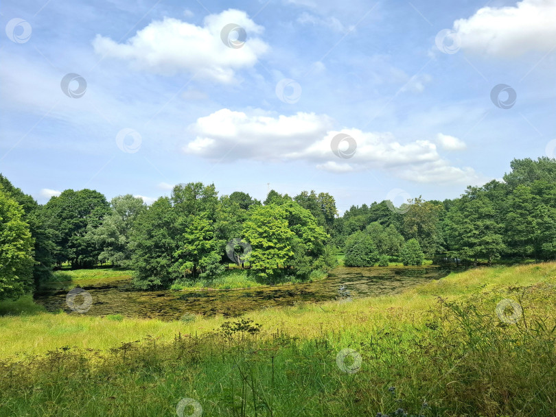 Скачать Вид на деревья около пруда в городском парке. Санкт-Петербург фотосток Ozero
