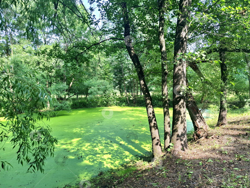 Скачать Вид на заросший пруд в городском парке фотосток Ozero