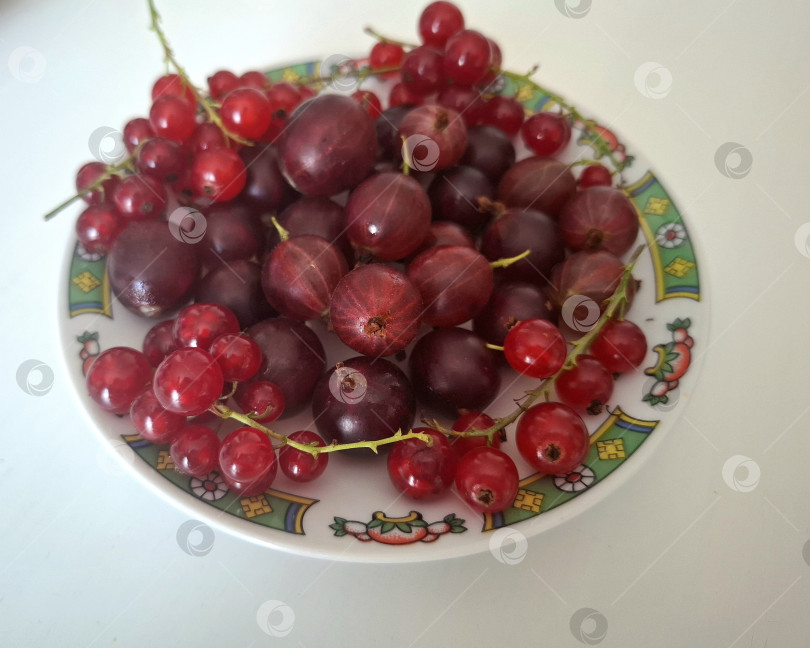 Скачать Ягоды красного крыжовника и веточки красной смородины крупным планом фотосток Ozero