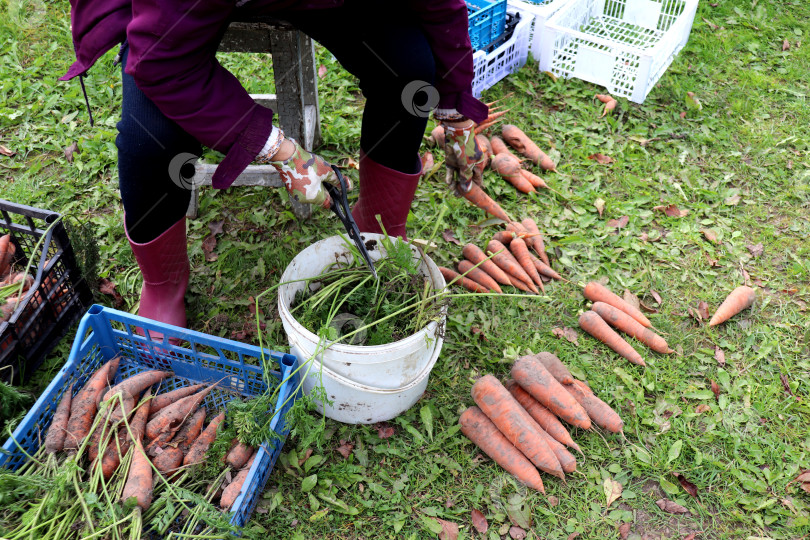 Скачать Женщина держит ножницы, сортируя морковь с отрезанной ботвой в осеннем саду фотосток Ozero