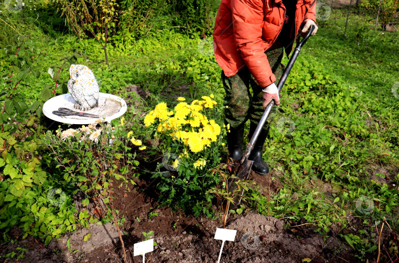 Скачать Садовник выравнивает почву лопатой после посадки куста желтых хризантем в осеннем саду фотосток Ozero