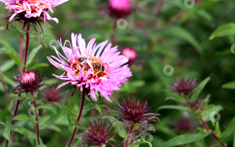 Скачать Пчела сидит на розовом цветке астры в саду в осенний день фотосток Ozero