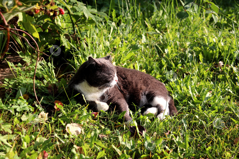 Скачать Серый кот лежит на траве, щурясь от яркого солнца, в саду в солнечный осенний день. фотосток Ozero